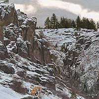 genecateBOXCANYONPHANTOM-thumb